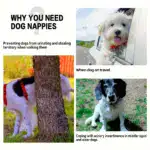 5-Piece Reusable Belly Wraps for Male Dogs for Washable Diapering – gallery image 6