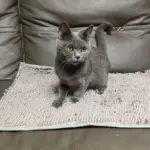 Mud-Absorbing Dog Mat for Trapping Moisture & Dirt, Non-Slip Washable Microfiber – gallery image 7