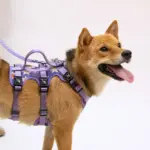 Dog Travel Harness for Walking & Restraint with Adjustable Length and Snug Fit – main image
