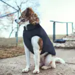 Thickened Dog Vest for Cold Weather Wear and Outdoor Use – gallery image 9