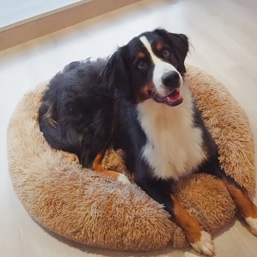 28cc299a-6a25-4e55-b5b4-92574cabe95e Plush Round Dog Bed for Resting & Sleeping with Deep Bolstered Shape – main image