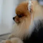 High-Neck Pet Cuffs for Neck Coverage & Warmth, Textured Fabric – main image