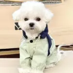 Pet Raincoat for Outdoor Wear in Wet Weather with Four-Leg Coverage and Contrast Color Panels – gallery image 7