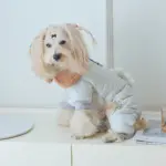 Thickened Pet Bodysuit for Warm Wear in Cool Weather with Snap Button Closure – gallery image 3