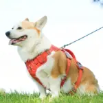 Adjustable Escape-Resistant Dog Harness for Walking & Leash Control with Front and Back Clip Points – gallery image 5