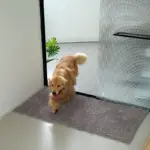 Mud-Absorbing Dog Mat for Trapping Moisture & Dirt, Non-Slip Washable Microfiber – gallery image 2