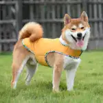 Dog Padded Jacket for Cold-Weather Wear with Fleece Lining & Water-Resistant Outer – gallery image 7