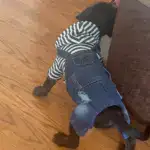 Pet Jumpsuit Outfit for Spring and Summer Wear, Striped Denim-Style Design – gallery image 11