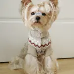 Pet Sweater for Dogs and Cats with High Neck, Pullover Style – main image