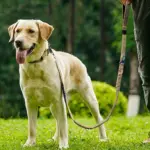 Bungee Tactical Dog Leash for Walking & Control with Reflective Detail and Dual Padded Handles – gallery image 12