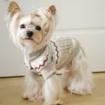 Pet Sweater for Dogs and Cats with High Neck, Pullover Style – gallery image 5