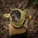 Knitted Pet Dog Hat for Wind Protection & Warmth, Green Elf Style – gallery image 9
