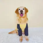 Pet T-Shirt for Medium and Large Dogs, Red and White Stripes – main image