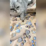 Thickened Double-Layer Pet Mattress for Resting & Lounging with Dog Paw Pattern – gallery image 6