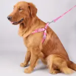 Bone-Shape Pet Harness and Leash for Walking & Control with Chest and Back Triangle Design – gallery image 3