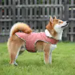 Dog Padded Jacket for Cold-Weather Wear with Fleece Lining & Water-Resistant Outer – gallery image 8