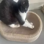 Cat Scratching Post with Toy Ball for Scratching & Resting, Durable Jute Surface – gallery image 8