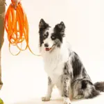 Waterproof Dog Leash for Training & Walking with Durable Long-Lead Design – gallery image 12