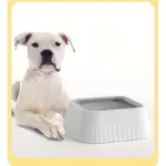 Pet Floating Water Bowl for Drinking Water with Splash-Resistant Design & Anti-Tip Base – gallery image 15