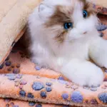 Thickened Double-Layer Pet Mattress for Resting & Lounging with Dog Paw Pattern – gallery image 2