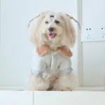 Thickened Pet Bodysuit for Warm Wear in Cool Weather with Snap Button Closure – gallery image 8