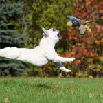 Bite-Resistant Squeaky Dog Chew Toy for Chewing & Interactive Play, Animal Print Design – gallery image 7