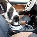 No-Spill Pet Water Bowl for Controlled Drinking & Splash Reduction with Floating Disk – gallery image 5