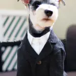 Pet Wedding Khaki Suit for Special Occasion Wear – gallery image 5