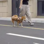 Winter Dog Coat with Harness Vest for Walking & Outdoor Use, Reflective Padded Design – gallery image 13