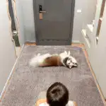 Extra-Large Dog Mat for Resting & Floor Protection, Quick-Dry Chenille Fiber – gallery image 3