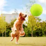 Inflatable Large Tennis-Style Ball for Interactive Pet Play & Training – gallery image 2