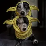 Knitted Pet Dog Hat for Wind Protection & Warmth, Green Elf Style – gallery image 3