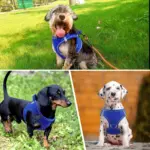 Soft Padded Dog Harness for Walking & Control with Breathable Mesh and Reflective Trim – gallery image 3