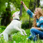 Durable Dog Bite Stick for Chewing & Tug Play with Dual Handles – gallery image 8