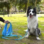 Waterproof Dog Leash for Training & Walking with Durable Long-Lead Design – gallery image 13