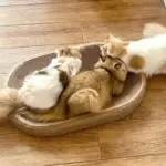 Jute Cat Scratching Board for Scratching & Resting with Raised Edge Design – gallery image 7