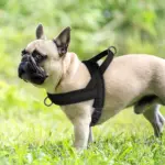 Soft Padded Dog Harness for Walking & Leash Control, Adjustable Vest Style – gallery image 12
