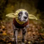 Knitted Pet Dog Hat for Wind Protection & Warmth, Green Elf Style – gallery image 11