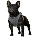 Soft Padded Dog Harness for Walking & Control with Breathable Mesh and Reflective Trim – gallery image 15