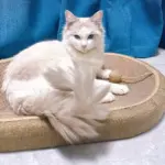 Jute Cat Scratching Post for Claw Scratching & Climbing – gallery image 7