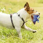 Interactive Squirrel Plush Dog Toy for Squeaking & Fetching with Durable Polyester Shell – main image