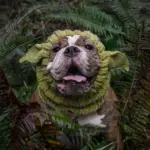 Knitted Pet Dog Hat for Wind Protection & Warmth, Green Elf Style – gallery image 5