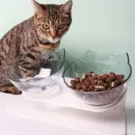 U-Shaped Non-Slip Double Pet Bowl for Feeding & Water – gallery image 11